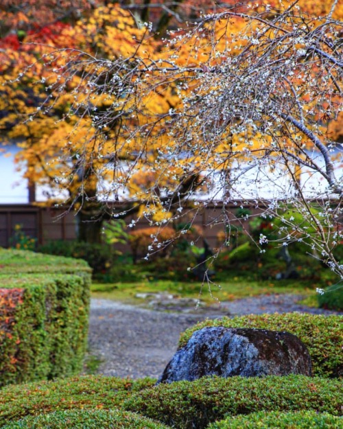 【滋賀県】西明寺不断桜 . 桜と紅葉 . （2021/12/02撮影） . #不断桜 #西明寺 #紅葉 #桜 #紅葉と桜 #紅葉と桜のコラボ #桜と紅葉 #桜と紅葉のコラボ #寒桜 #寒桜 #滋賀観光