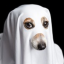 bpupp