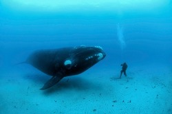 congenitaldisease:  Diving off the Auckland Islands, photographer Brian Skerry’s assistant Mauricio Handler has a close encounter with a southern right whale. Hunted to near extinction in the 19th century, their numbers are on the rebound in the Southern