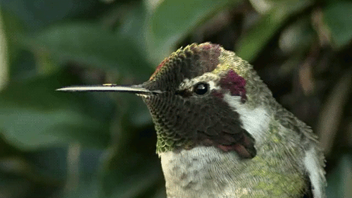 creatures-alive:  Anna’s Hummingbird from Don DesJardin