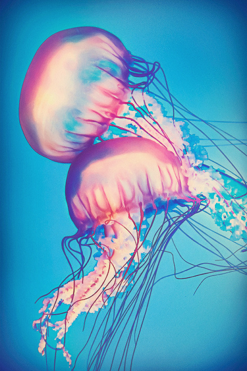 jellyfishtimes:  wolf-teeth: When Jellies Collide (by pixelmama)  cute as hell 