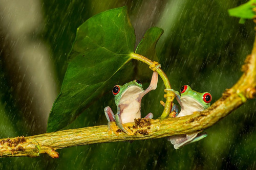 shelter from the storm. photos by kutub uddin (more frog pics)