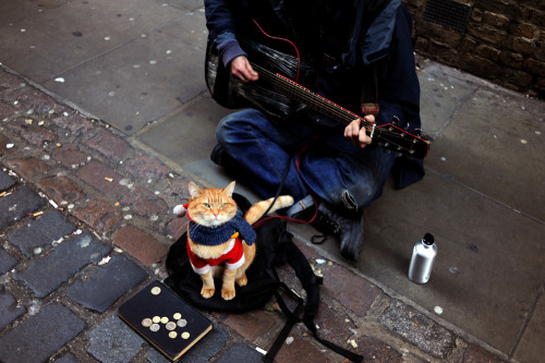 raw-roar:  awkwardsituationist:  after an apparent attack by a fox, a street cat named bob was found injured and curled up in the hallway outside of a support housing flat in tottenham were james bowen, a recovering heroin addict and homeless busker,