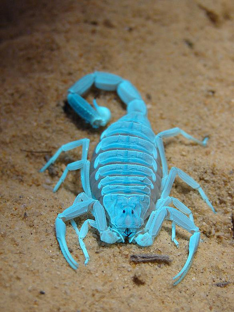 animalgazing:  Fluorescence by Furryscaly on Flickr. This is Alexial, my deathstalker scorpion, Leiurus quinquestriatus, when she was a young adult. This is what it looks like when you combine a blacklight with the normal light in the room. All scorpions