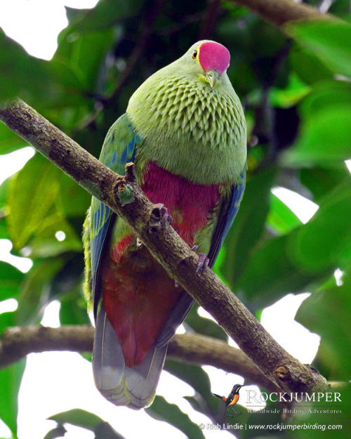 rockjumperbirdingtours: Photo of the Day – The Red-bellied Fruit Dove (Ptilinopus greyi) is fo