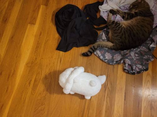 NariLamb Where Lamb Enters Their House/hut/tent To Find Narinder Rolling Around On Their Dirty Clothes/fleece