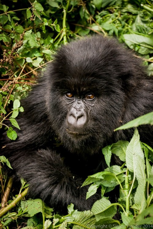 jenniferdioronline:  Mountain Gorilla by simonphotos