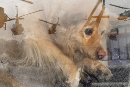 wwinterweb:  PSB: Distressed dog during fire drill (see 9 more) 