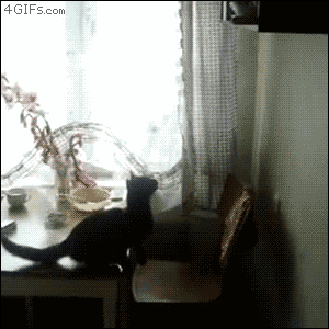 kitten-xx: tastefullyoffensive:  When Cats Forget How to Cat (Part 2)Previously: Part 1  you-can-call-sir omg 