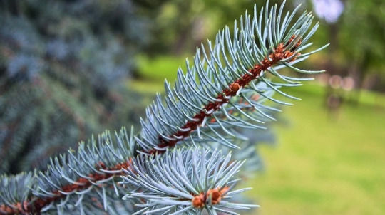 Ideal pine trees for marietta georgia yards include blue spruce