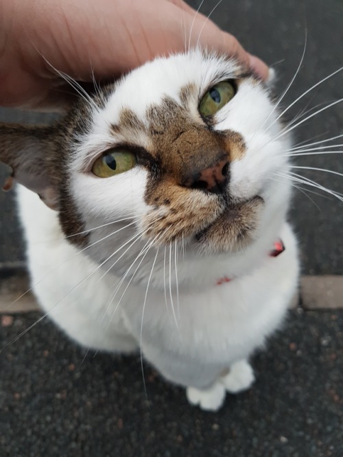 unflatteringcatselfies:  This is a cat who lives on my street. I don’t know his actual name but I call him Splodge. He’s a bit tatty and has a croaky meow and I love him.