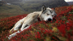 courageous-and-strong:  (Sleeping wolf)