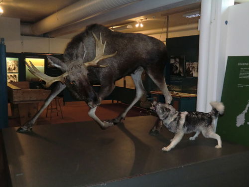 tigerskinsandotherthings:omgjakejunior:tigerskinsandotherthings:Taxidermy mount of a hunting dog bar