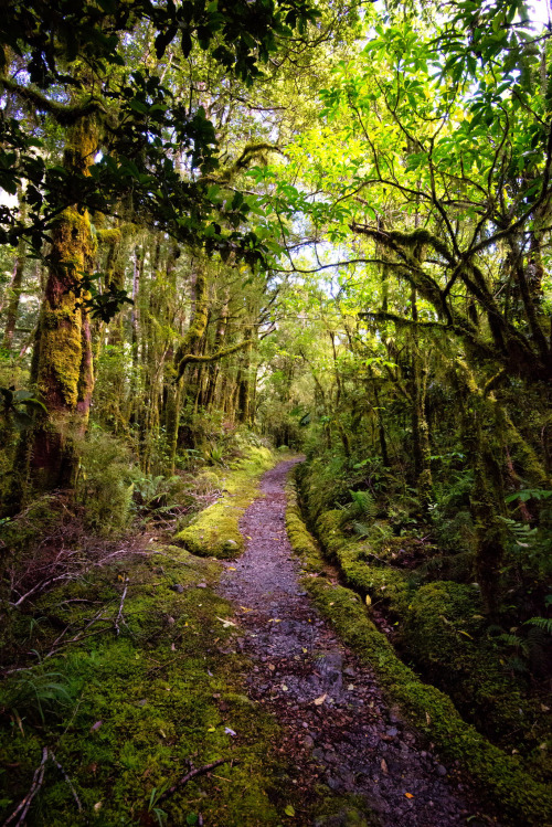 ponderation:Rain Forest by Sharon Chen 