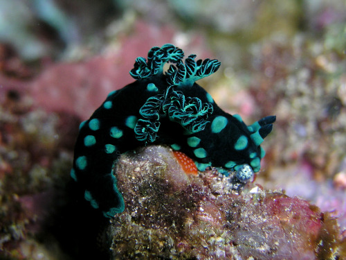 sixpenceee:  Nembrotha cristata is a species adult photos