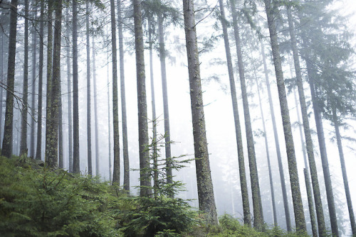 Les forêts brumeuses - 104 by De Ferschterwebsite | instagram | tumblr