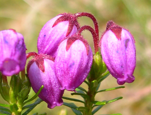 Phyllodoce caerulea.