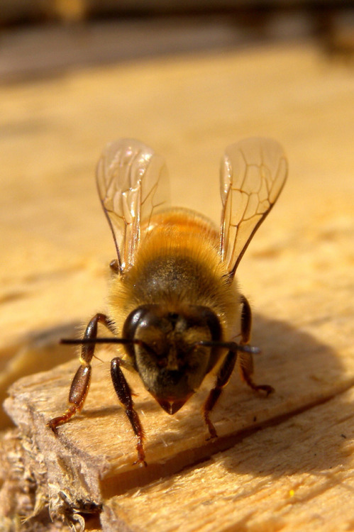 Bee at Honeyholt