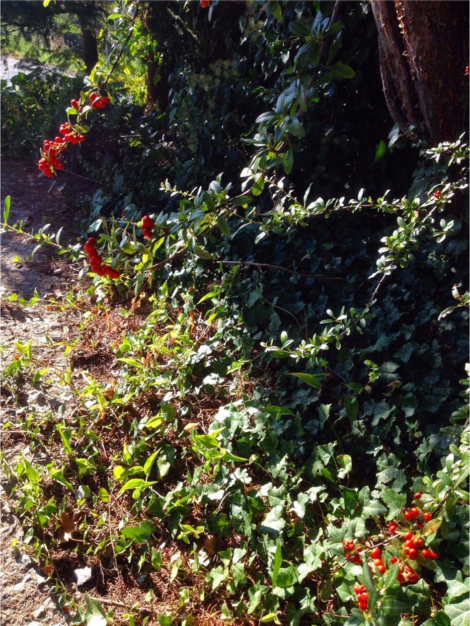 dragonesia:  🌹🍃🌱🍁