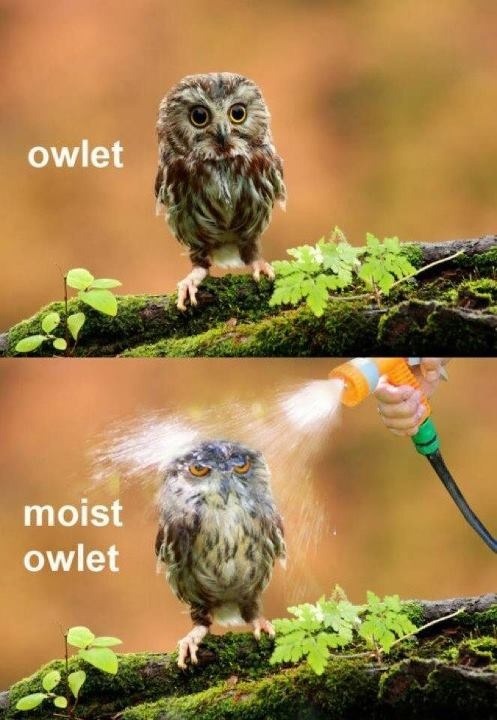 lolcuteanimals:This makes me laugh way more than it should!
