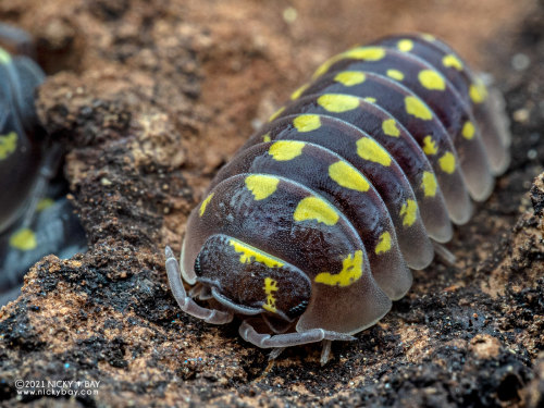 onenicebugperday: Isopod Portraits by Nicky Bay // Website // FacebookPhotos shared with permission;