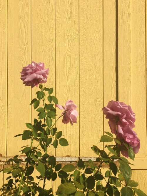 dreamangst: Look at the lil bee pollinating!✨