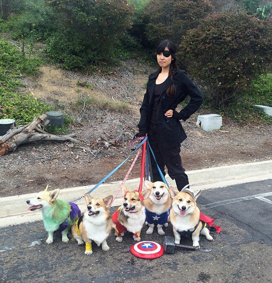 tastefullyoffensive:
“Corgi Avengers
Cosplayers:
Captain America - Omelette (omelettethecorgi.tumblr.com)
Thor - Bebop (bebopthecorgi.tumblr.com)
Iron Man - Barley (sanderscorgis.tumblr.com)
Hulk - Twinkie
Black Widow - Lucy...