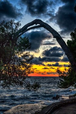 orchidaaorchid:Crazy tree | seaside sunset,