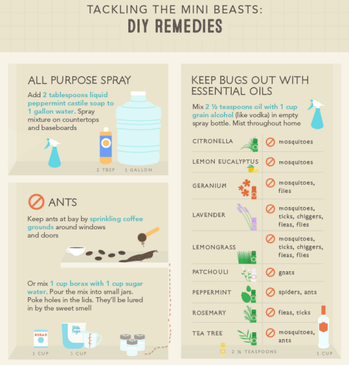 lifemadesimple:D.I.Y. Pest ControlPests can overrun your home in no time. Follow these home remedies