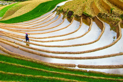 smithsonianmag:  Photo of the day: Rice terraces  Photo by Giang Hai Hoang (Hanoi, Vietnam); Mu Cang Chai district, Vietnam  Zen at its best