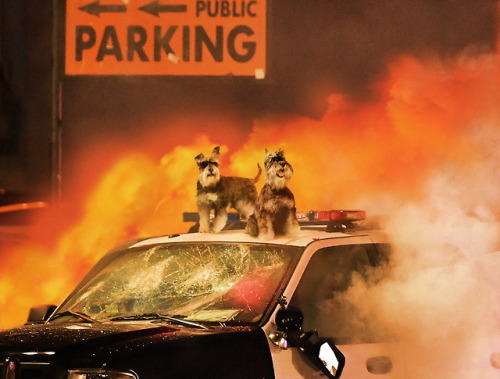 theonion:Schnauzers Rioting Outside Madison Square Garden Following Westminster Dog Show Defeat