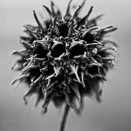 Seed pod with gnarly spikes #sweetgum #macro #macrophotography #naturephotography #tree #seeds #blac