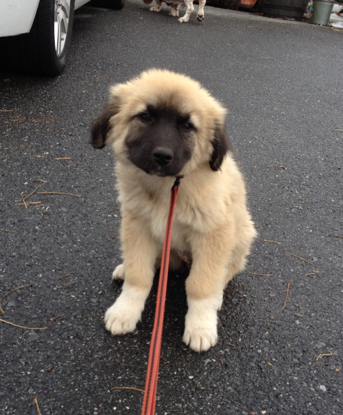 handsomedogs:  Shiloh the 8-week-old great pyrenees/mastiff mix 