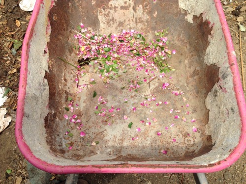 Left over petals for the compost