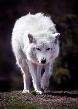 imposinggod:  Arctic Wolf     