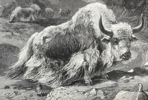 Domestic yak. The royal natural history - vol. 3 - 1893 -  via Internet Archive