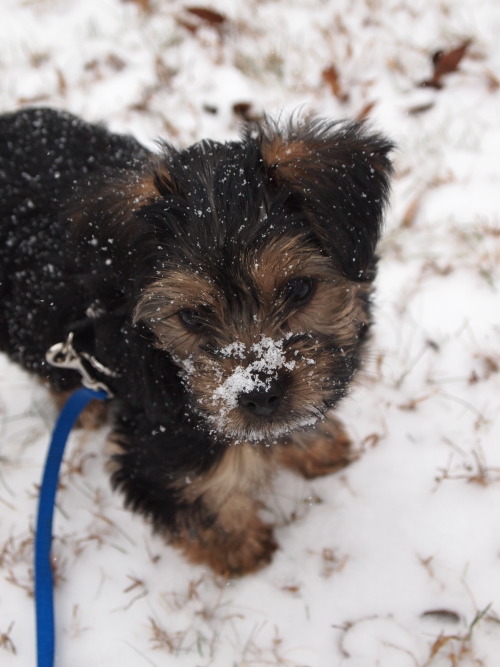 Tell me about yorkie poos