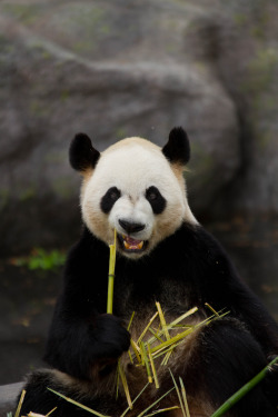 theloveforanimals:   Giant Panda — Anthony