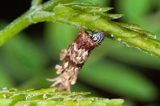 end0skeletal:  monotreme-dream:  Bagworm Moth caterpillars collect little twigs and cut them off to construct elaborate tiny log houses to live in (photos: Melvyn Yeo, Nick Bay)  There are 1350 species of bagworms found throughout the world! As soon as