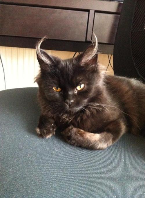 sgt-thundercunt:  awwww-cute:  I’m pretty sure that my kitten is the devil   Or malificent..