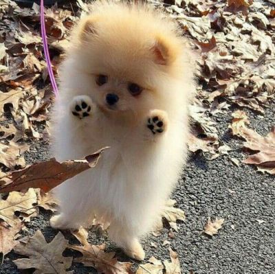 cute pom puppies