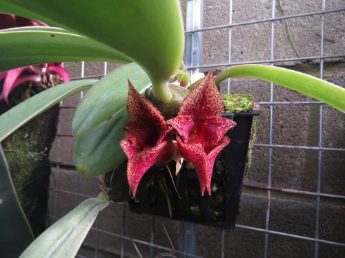 Bulbophyllum macrobulbum.Orchidaceae: Bulbophyllinae.By Jan Miles‎. [x]