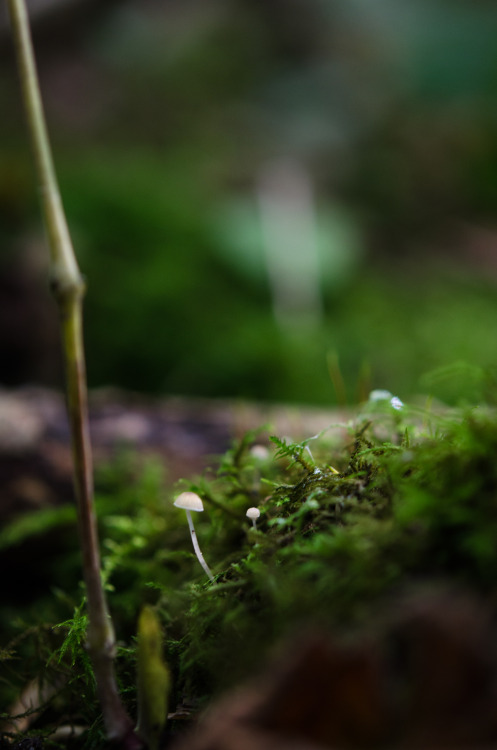 alexmurison:The most perfect first day of autumn foraging for tiny mushrooms amongst the leaf litter