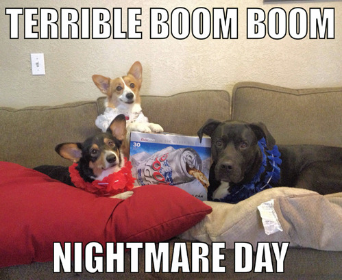 tastefullyoffensive:  How dogs view the 4th of July. [x] 
