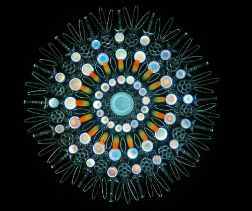 elahrairoo: You know what’s really cool? Victorian Diatom art. When microscopes were first invented,