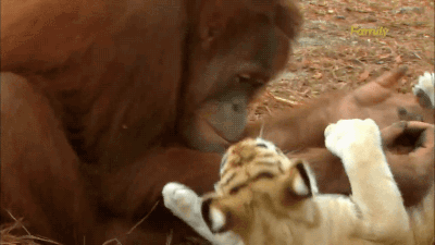 gifsboom:  Orangutan Babysits Tiger Cubs. [video]