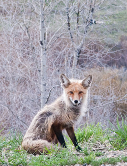with-the-wolves:  untitled by Alexandra bandow on Flickr.