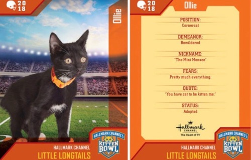 analgesicsleep:Hallmark Channel presents: KITTEN BOWL V, FEBRUARY 4, 2018Team: Little LongtailsMembe