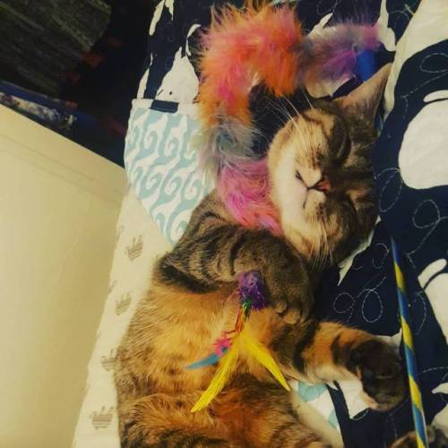 When you live your toy so much you can&rsquo;t sleep without it #catsofinstagram #catlove