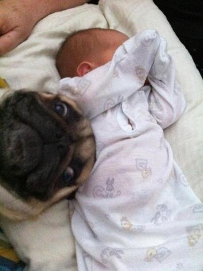 karlmarxofficial:  catbountry:  Pugs.  are pugs even real or did someone just dream